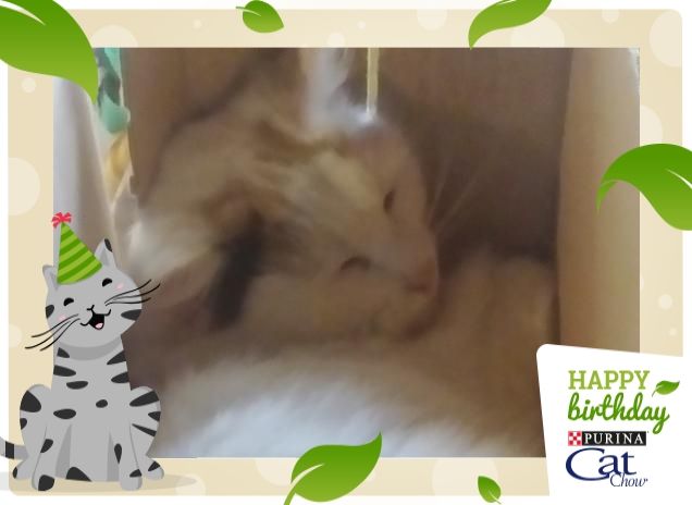 Passione per gli scatoloni