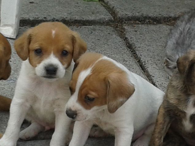 nocciola e pistacchio