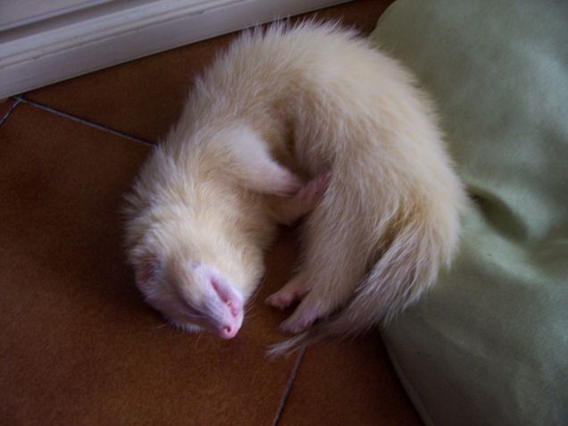 Mamma che caldo! meglio dormire sul pavimento..