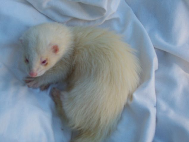 questo cuscino è mio!