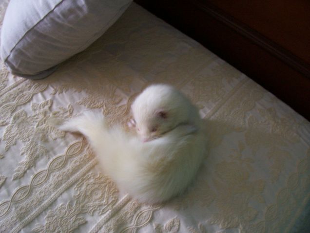 ..però a pensarci bene..il letto è molto più comodo!..