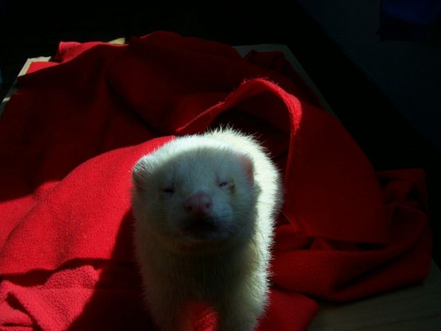 mi dai un biscottino?