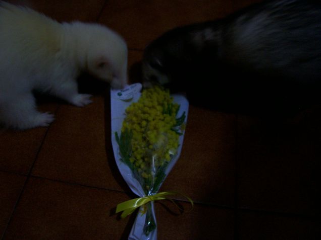 festa della donna..non è per noi: puzza e non si mangia!