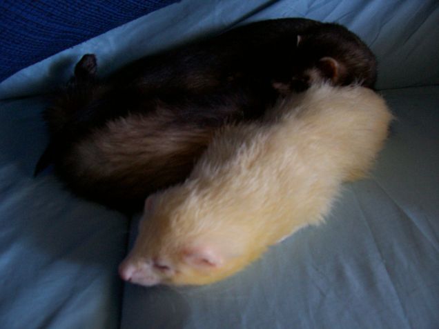 Uff..devi proprio starmi così appiccicato!?!