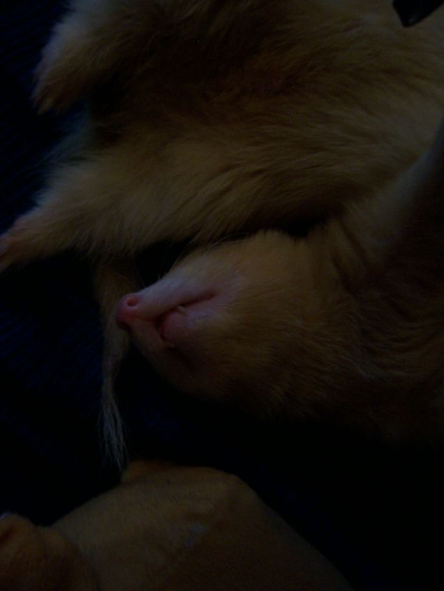 provaci tu a dormire così se riesci!