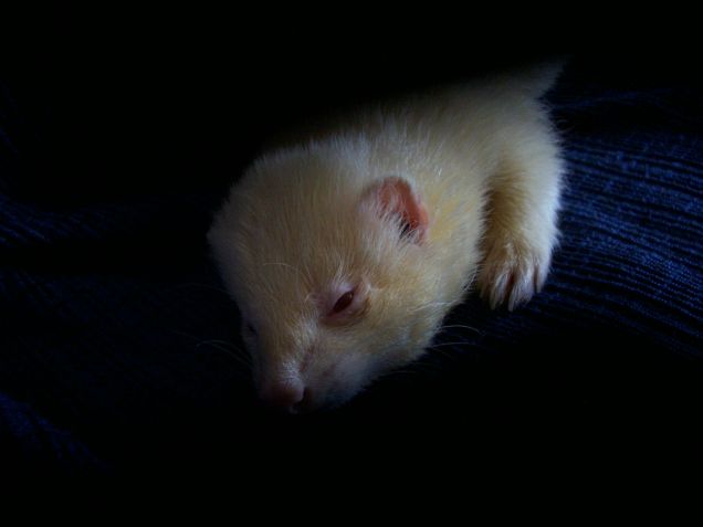 sono bellissimo! negatelo !