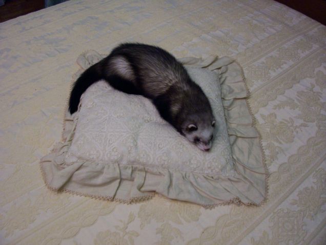 Datemi un letto e ..ronferò alla grande!