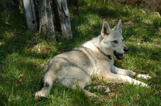 Cheyenne sui prati....