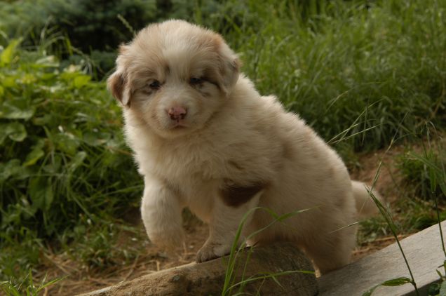 Teodor