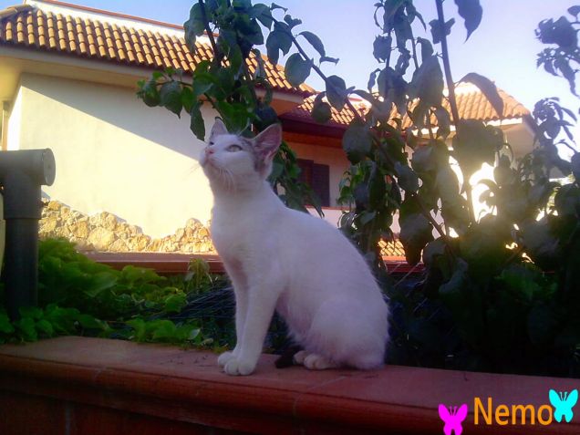 Semplice Ma Speciale...e' un'Amiko Inseparabile!!