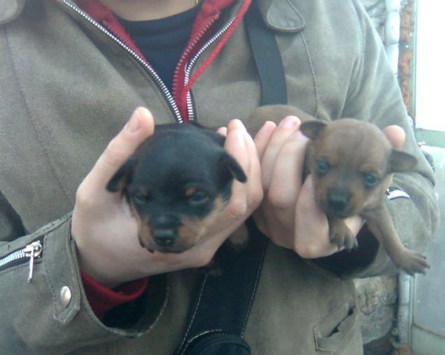 Paco e la sua sorellina