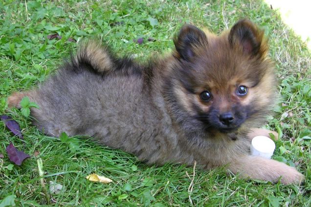 La piccola Micra gioca in giardino