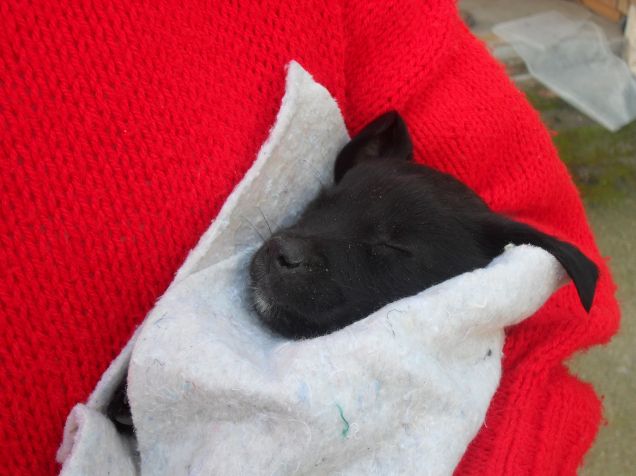 Il primo pisolino in braccio alla mia mamma umana 