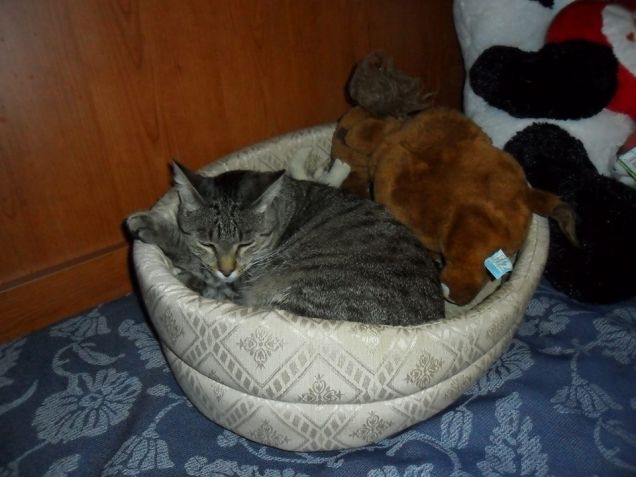 Giochi con l'era glaciale