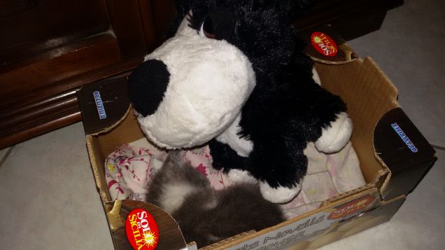 Camilla a un mese e mezzo stava in una mano