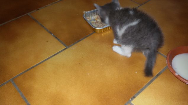 Camilla e i primi passi