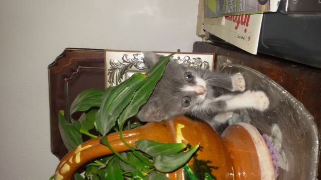 Camilla esploratrice