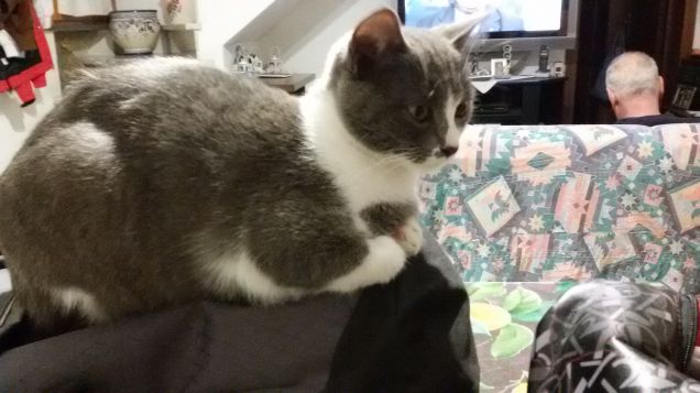 Camilla ieri sera sulla mia borsa del pc