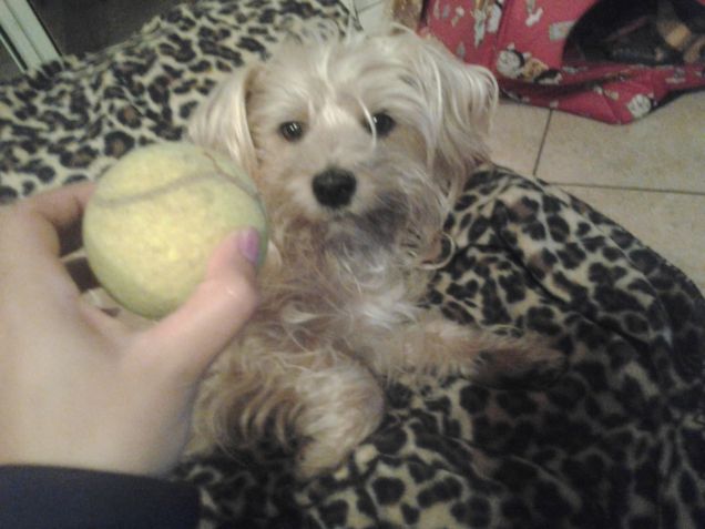 Giochiamo con la pallina!