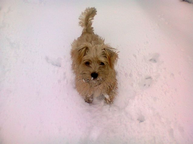 Felice sulla neve!!!