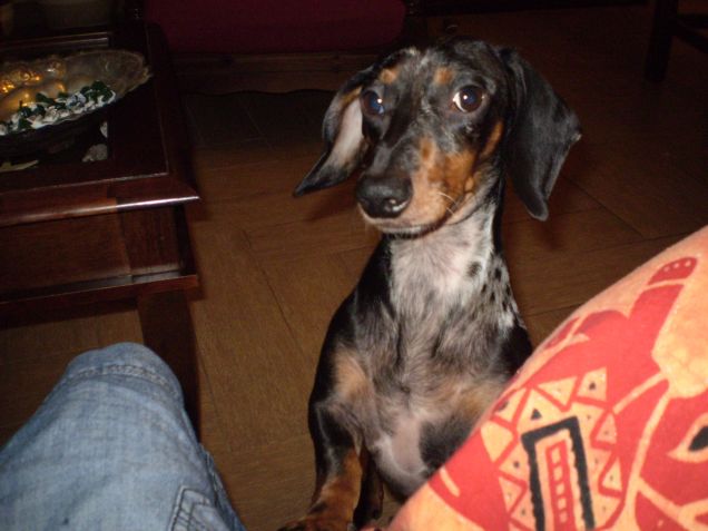 tartufo vuole tutte le attenzioni