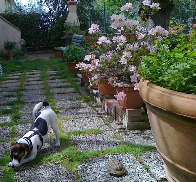 Kira con le tartarughe