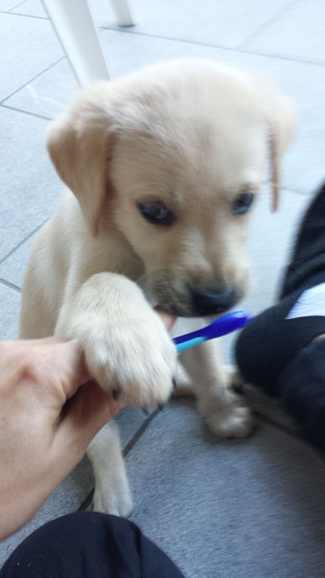 Chlòe  e lo spazzolino