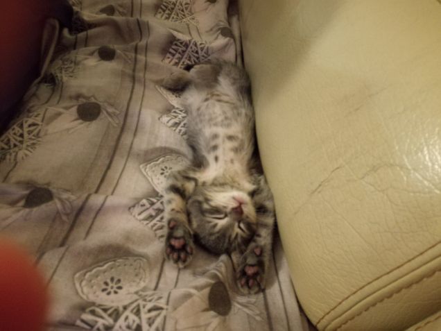 Simba , proprio come il re leone!