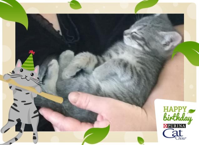 Simba il leone della foresta!!