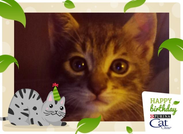 Simba il leone della foresta!!