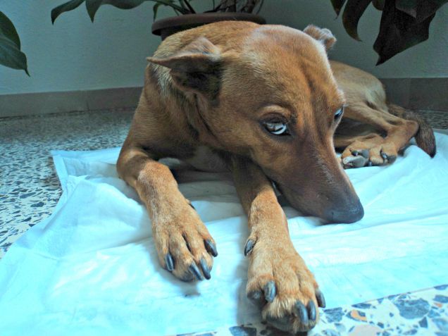 La mia cagnolina TERRIBILE!