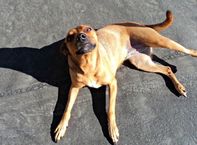 Vuole sempre giocare con me!