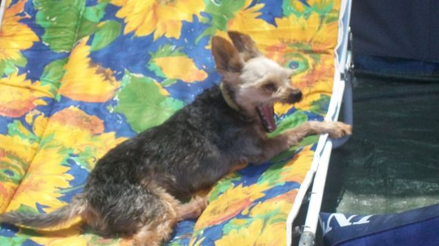 Jack-rex il relax in branda