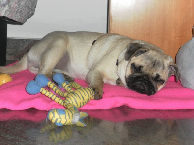 Aspetto che arrivi il Natale...facendo una bella dormita