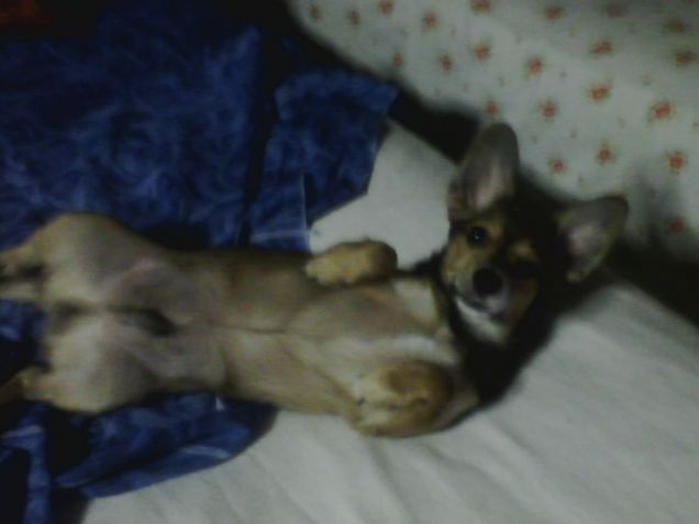 Un cucciolo è per sempre