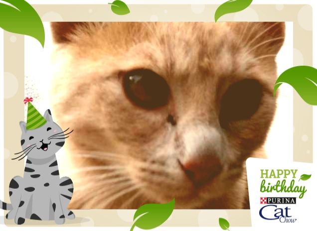 Con tutto il cuore felino #HappyBirthdayCatChow!!!