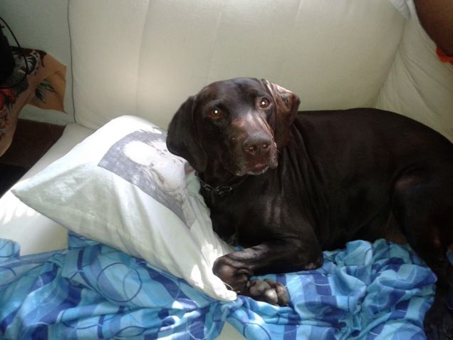 Kurzhaar  sul divano :)