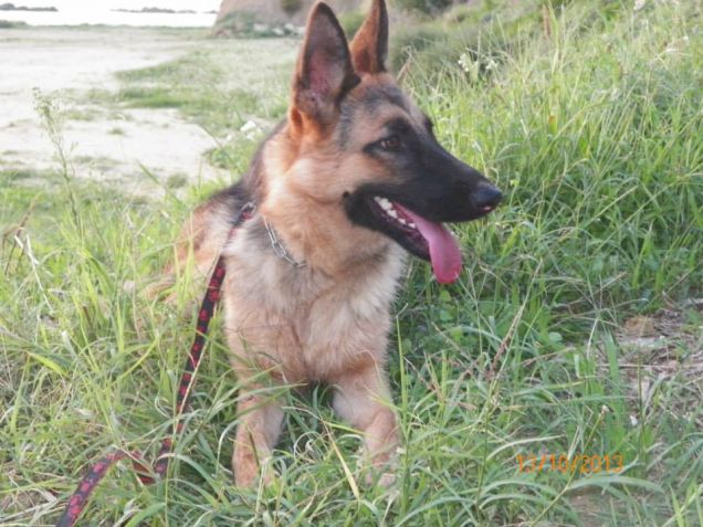 molly la mia cucciola