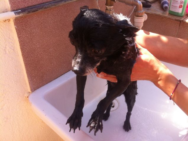 il mio piccolo calimero