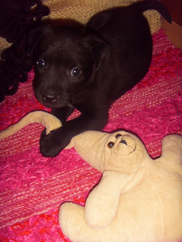 Il mio giochino preferito!