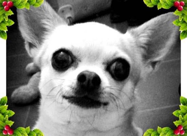 Birillo aspetta il Natale