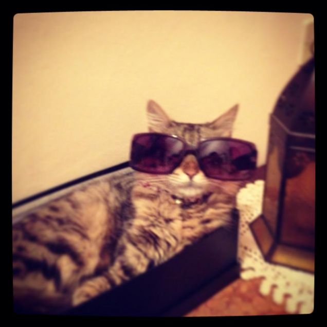 gatto al sole di casa