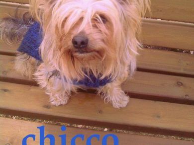 chicco