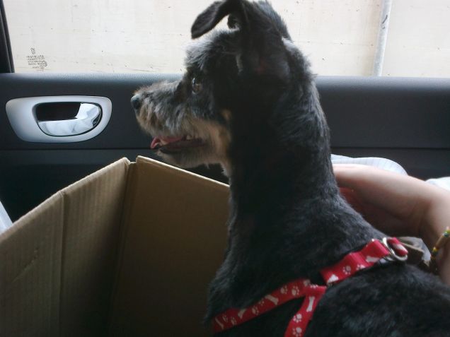 in macchina tornando dal parrucchiere...............