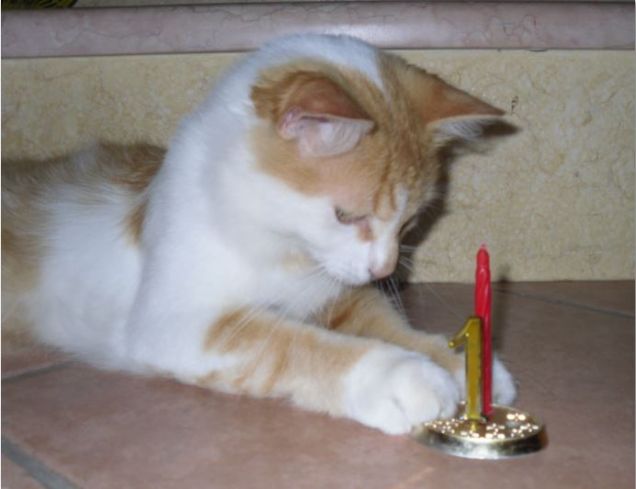 1° Compleanno Pallino