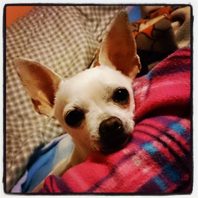 la calma dopo aver corso per il prato