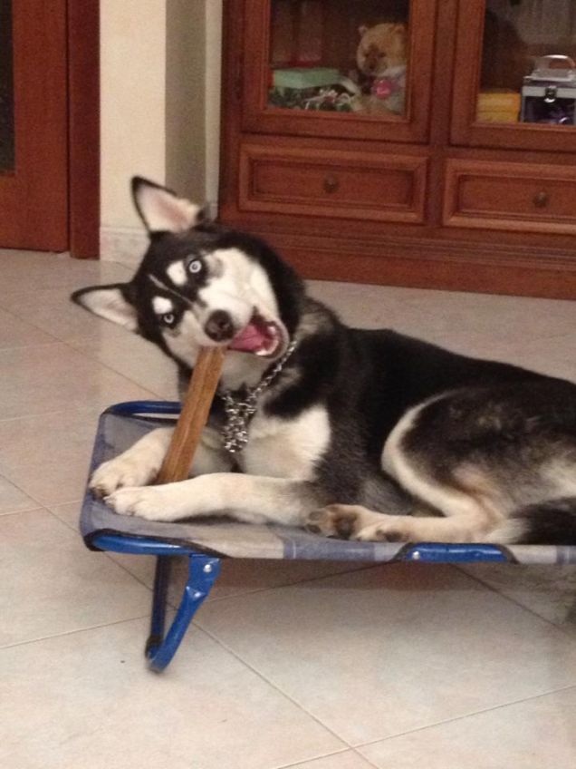 l'osso mi piace tanto!