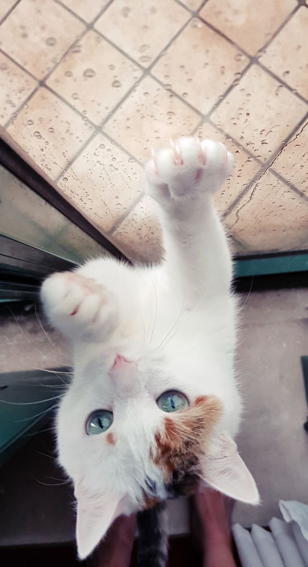 Arrampicarsi sugli specchi