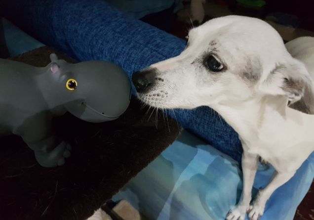 Regali di compleanno