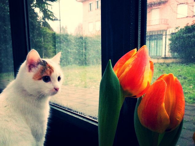 Non c'è alcuna necessità di sculture in una casa in cui vive un gatto. Wesley Bates 